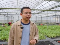 切斯特菲尔德(硬黑100S罗马尼亚版)价钱批发 切斯特菲尔德(硬黑100S罗马尼亚版)多少钱一包？