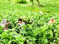 万宝路(薄荷瑞士版)价格表一览 万宝路(薄荷瑞士版)价格表和图片