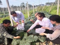 红金龙(深蓝)什么价格？红金龙(深蓝)价格表图一览表