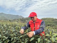 泰山(颜悦.爆珠)多少钱一盒2024？泰山(颜悦.爆珠)多少钱一包？