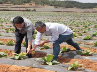 长城(金南极)价格表图一览表 长城(金南极)多少钱一盒？