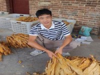 红河(软v8)多少钱一盒？红河(软v8)什么价格？