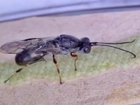 重大新闻！瑞士烟草网站“内外交困”