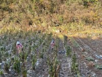 湖北利川：冬闲烟田“不打烊” 拓宽烟农“增收路”