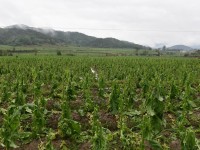 一切为了烟农：上杭烟草积极应对烟田灾情